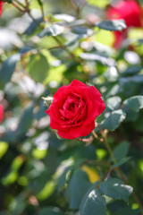 バラの花