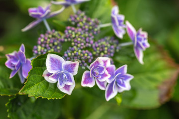 あじさいの花　梅雨のイメージ