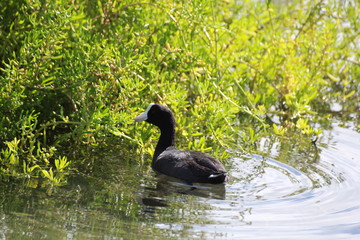 Hawaiian Waterbirds