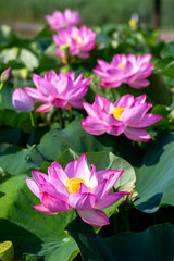 Obraz premium 蓮の花 夏のイメージ