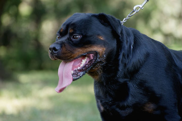 Dog breed rottweiler outside under sunlight