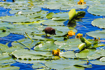 Little duckling, Netta erythrophthalma chick, runs over the leaves of water lilies on water