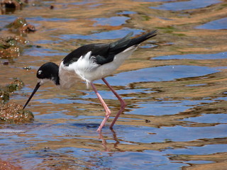 Hawaiian Waterbirds