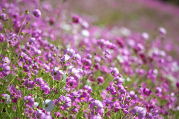 コスモス畑　秋のイメージ