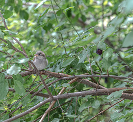 Sparrow in the tree