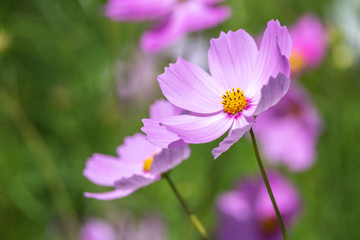 コスモス畑　秋のイメージ