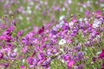 コスモス畑　秋のイメージ