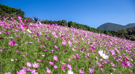 コスモス畑　秋のイメージ