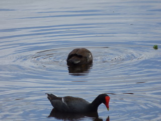 Hawaiian Waterbirds