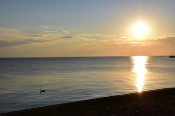 Łabędź pływający w Morzu Bałtyckim przy zachodzie slońca
swan in the sea during sunset, baltic sea, water, clouds over the horizon