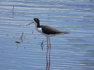 Hawaiian Waterbirds