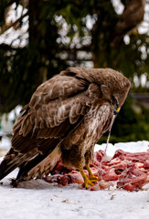 buzzard eats meat