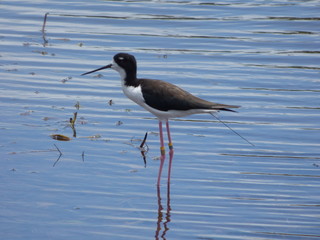 Hawaiian Waterbirds