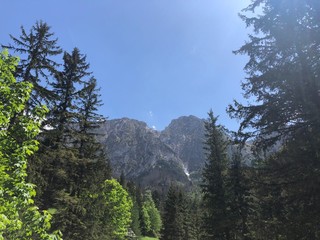 Widok na Giewont pomiędzy drzewami, czyste niebo 
Mount Giewont pine trees, clear blue sky, tatra mountains  - obrazy, fototapety, plakaty