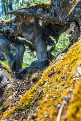 moss on tree