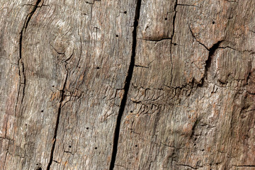 Wood texture without bark