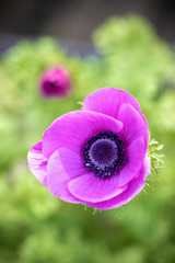 Fototapeta premium アネモネの花 春のイメージ