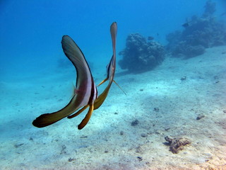 Longfin Batfish. Long fin Platax family Ephippidae - grows up to 70 cm It feeds on algae and small...