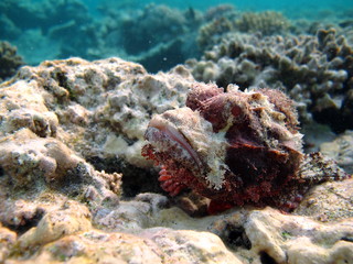 Scorpionfish, Fish - type bone fish Osteichthyes, Scorpaenidae, Flathead scorpenopsis.