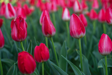 チューリップの花　春のイメージ