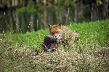 Naklejka na ściany i meble Red Fox, vulpes vulpes, Adult with a Kill, a Common pheasant, Normandy