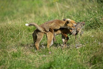 Red Fox, vulpes vulpes, Adult with a Kill, a Partrigde, Normandy