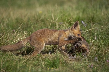 Red Fox, vulpes vulpes, Young with a Kill, a Partrigde, Normandy