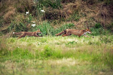 Red Fox, vulpes vulpes, Adults running, Normandy