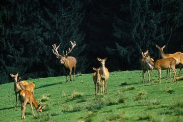 Naklejka na ściany i meble Red Deer, cervus elaphus, Male with its Harem