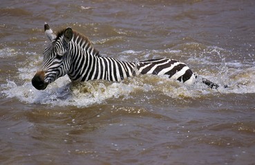 Fototapeta na wymiar Burchell's Zebra, equus burchelli, Adult Crossing Mara River, Masai Mara Park in Kenya