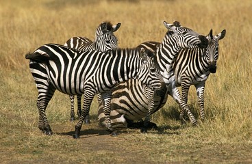 Fototapeta na wymiar Burchell's Zebra, equus burchelli, Group in Savannah, Masai Mara Park in Kenya