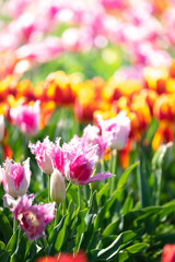 Fototapeta premium チューリップの花 春のイメージ