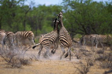 Fototapeta na wymiar Burchell's Zebra, equus burchelli, Males Fighting, Kenya