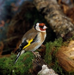Goldfinch, carduelis carduelis, Adult