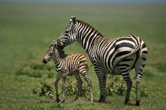 Burchell's Zebra, equus burchelli, Mother and Foal, Masai Mara Park in Kenya