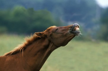 Anglo Arab Horse, Adult in Flehmen