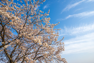 桜の花　春のイメージ