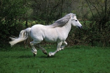 Obraz na płótnie Canvas Camargue Horse Galloping