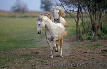 Camargue Horses