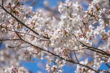 桜の花　春のイメージ