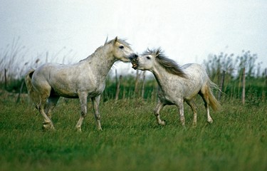 Obraz premium Camargue Horses