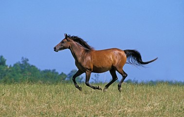 Anglo Arab Horse Galloping