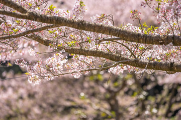桜の花　春のイメージ