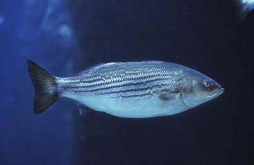 Striped Bass, morone saxatilis