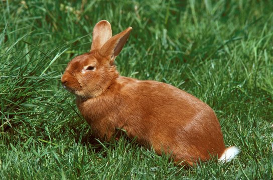 Domestic Rabbit, Fauve de Bourgogne, French Breed from Burgundy