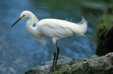 Snowy Egret, egretta thula, Adult