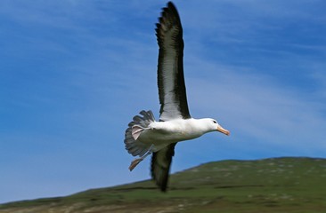 Black-Browed Albatross, diomedea melanophris, Adult in Flight, Drake Passage in Antarctica