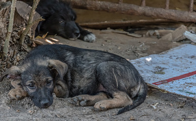 Cute puppy lying