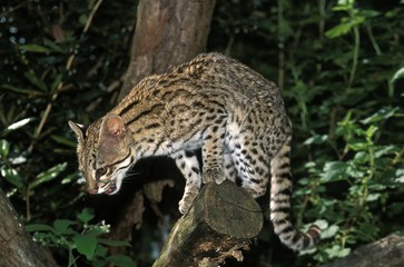 Tiger Cat or Oncilla, leopardus tigrinus, Adult standing on Branch