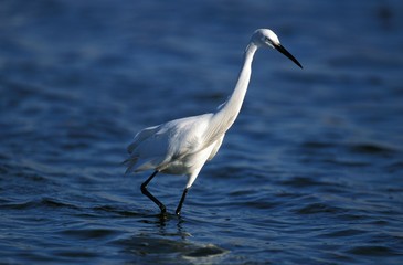 Intermediate Egret, egretta garzetta, Adult, Namibia